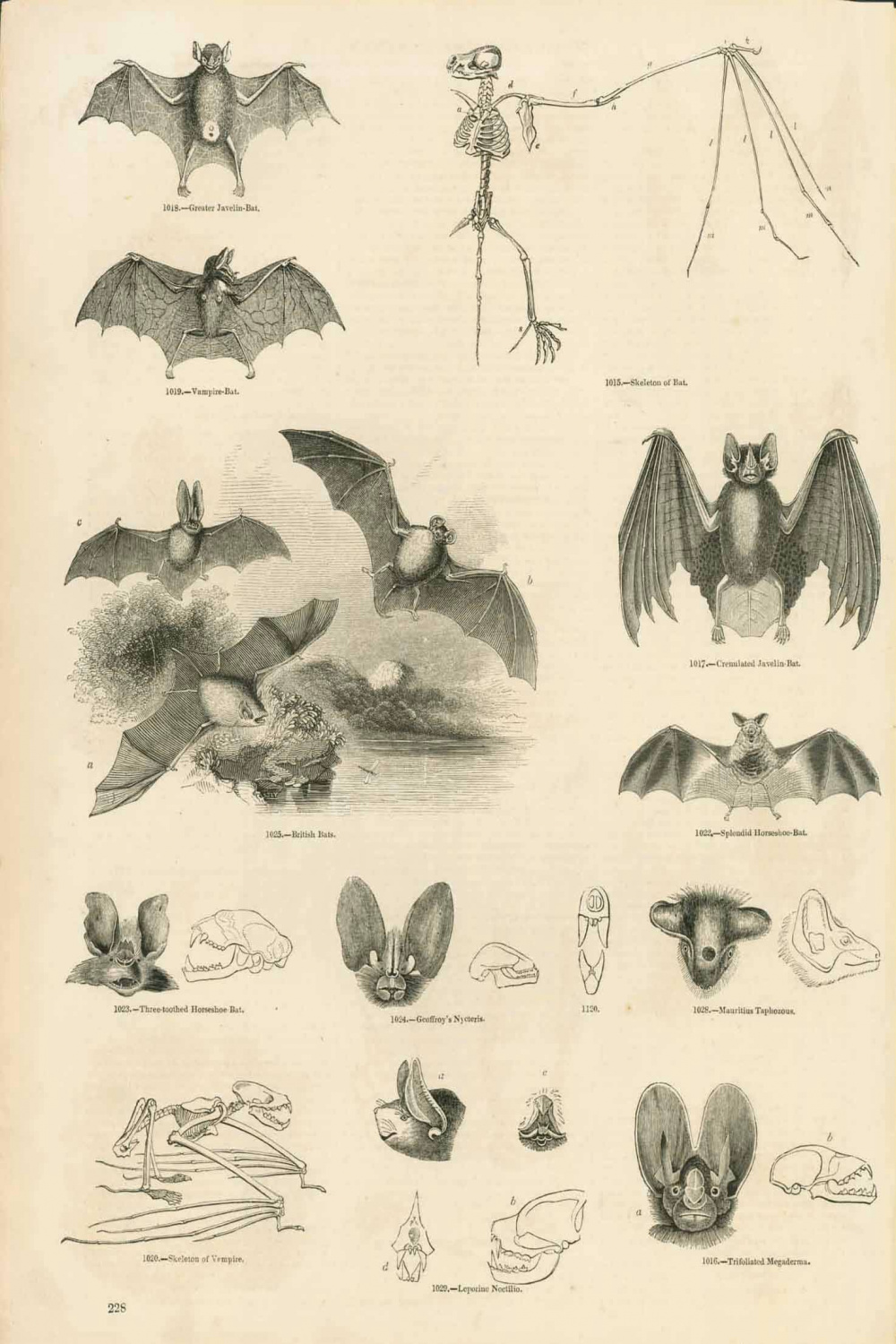 Animals, Bats, Anatomy of bats