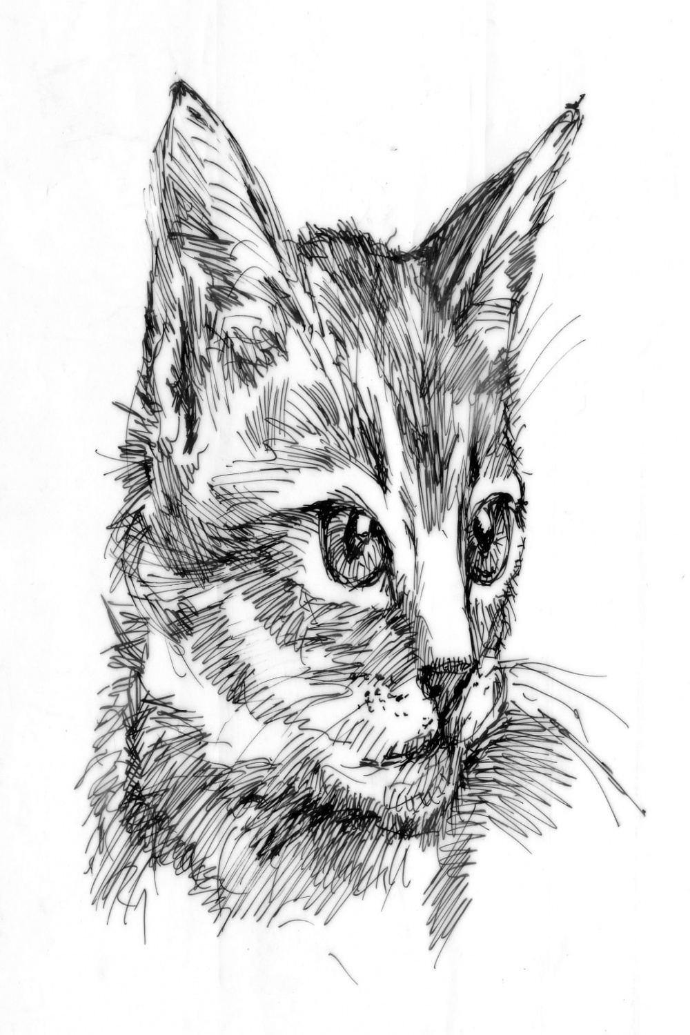 Another cat drawing  Cats art drawing, Pen art drawings, Black