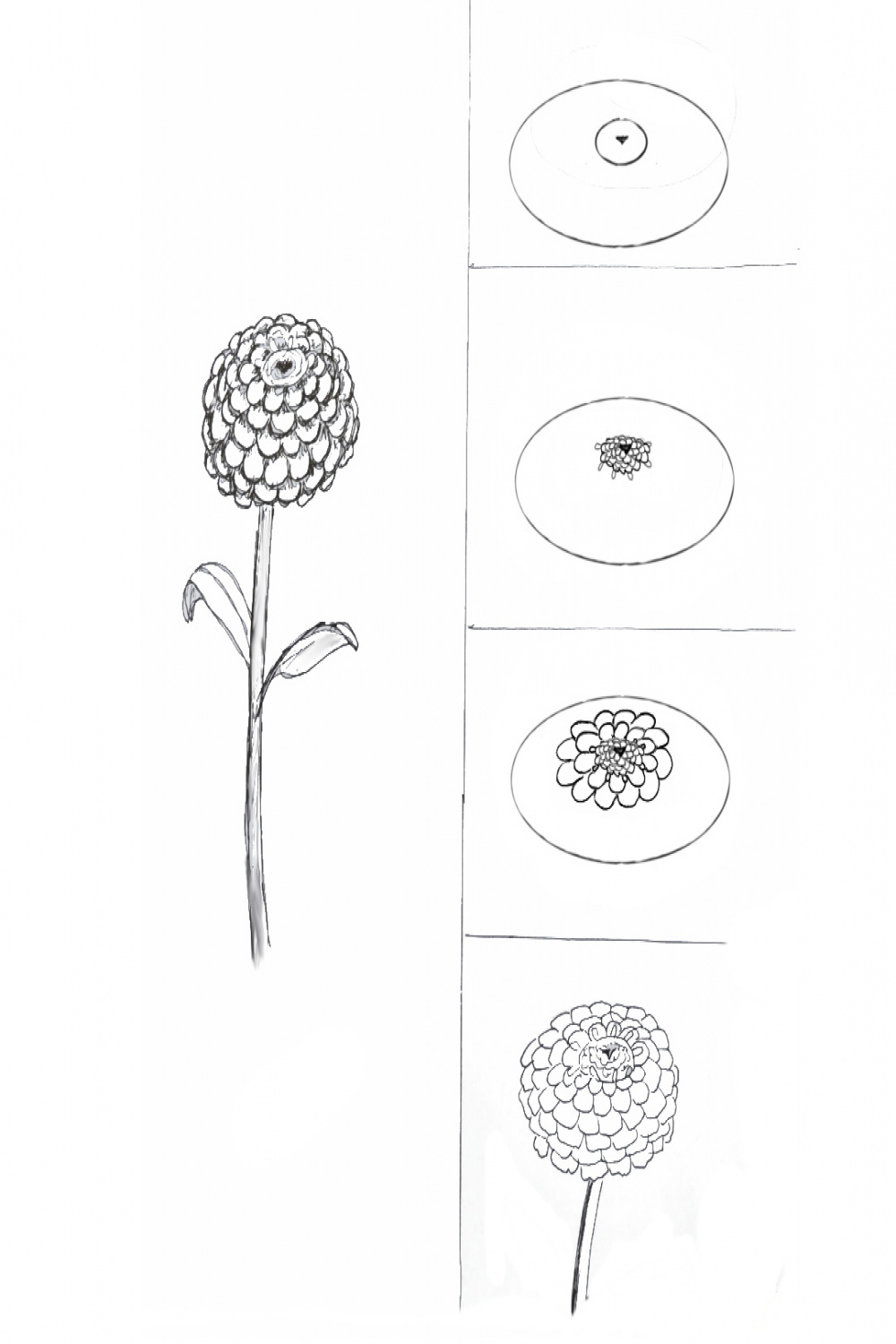 Art Class Ideas: Zinnias