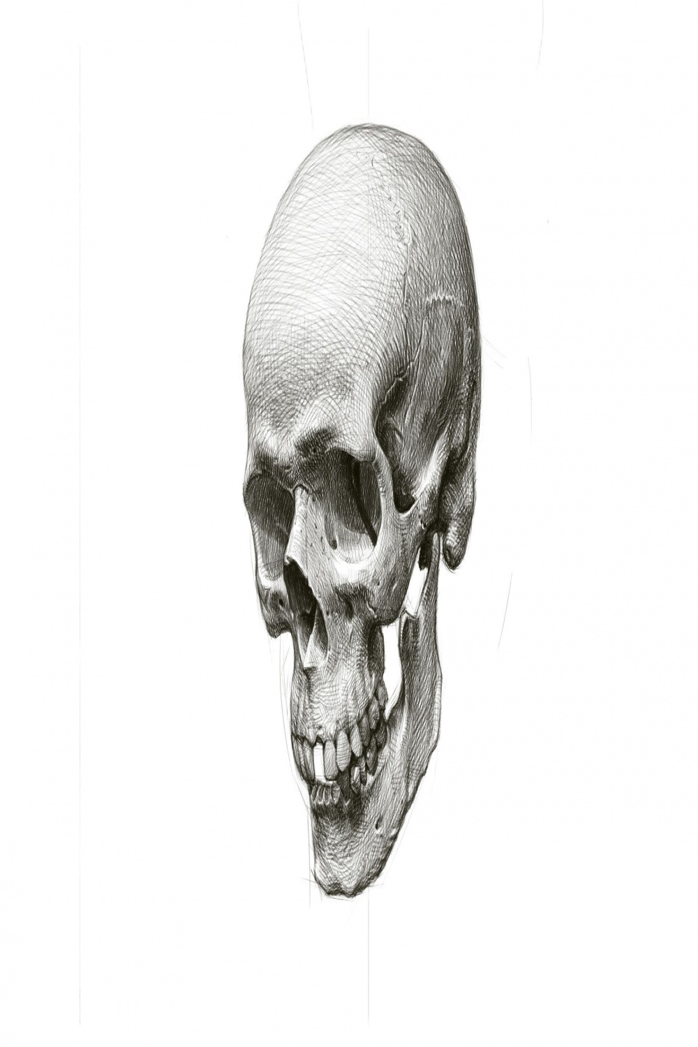 ArtStation - Procreate art Draw a human skull , Tima Akai  Skulls