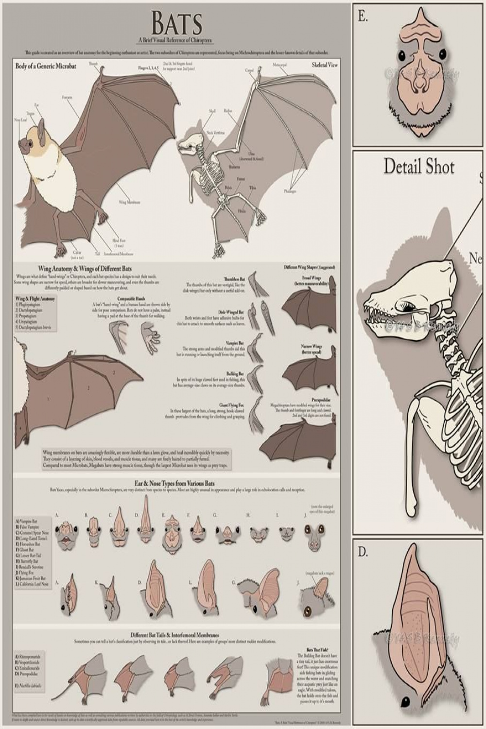 Bat anatomy, Anatomy, Bat art