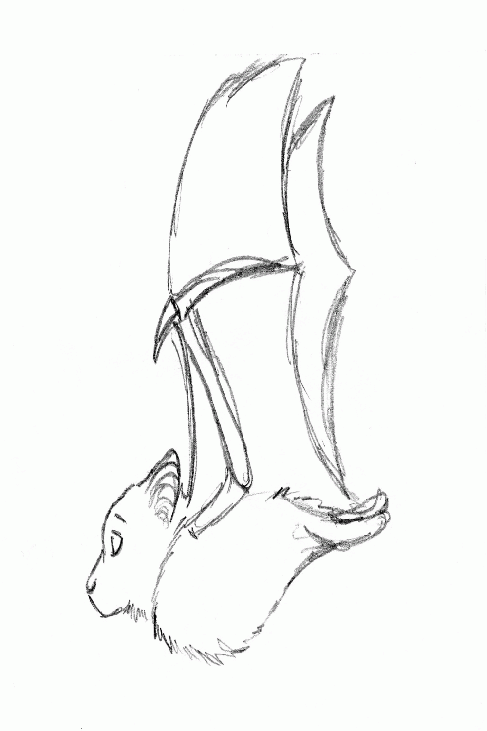 bat animation - Google Search  Sketches, Bat art, Bat sketch
