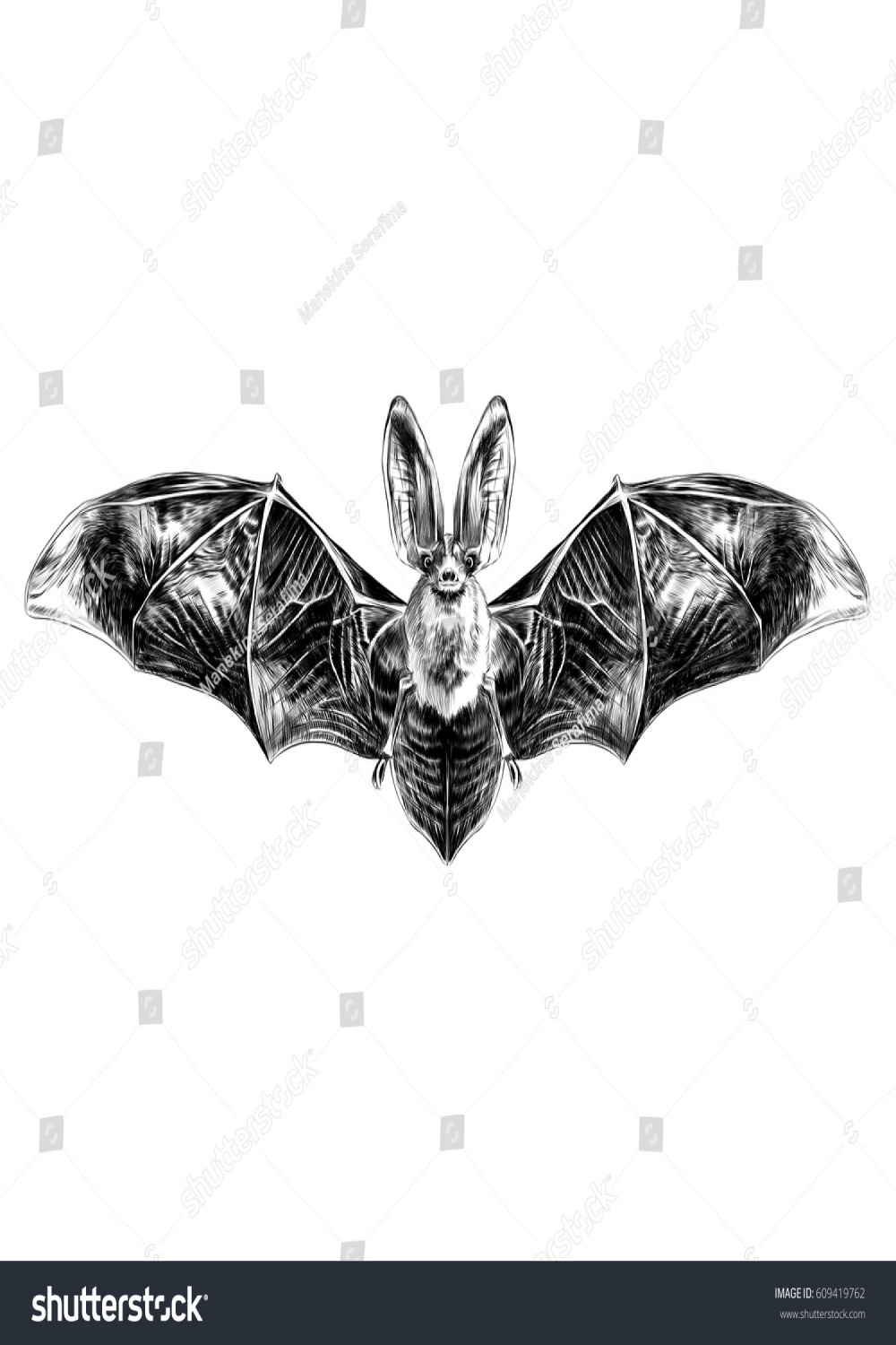 Bat Open Wings Symmetrical Pattern Sketch Stock Vector (Royalty