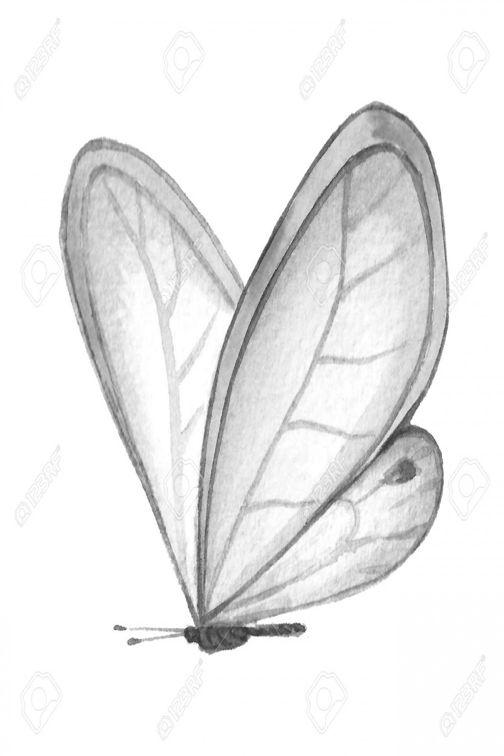 Black And White Image Of A Butterfly On A White Background