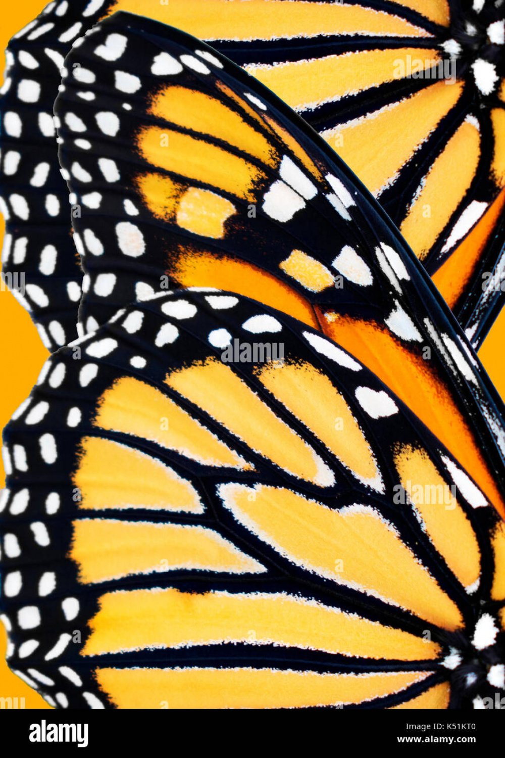 Black and white wing pattern hi-res stock photography and images
