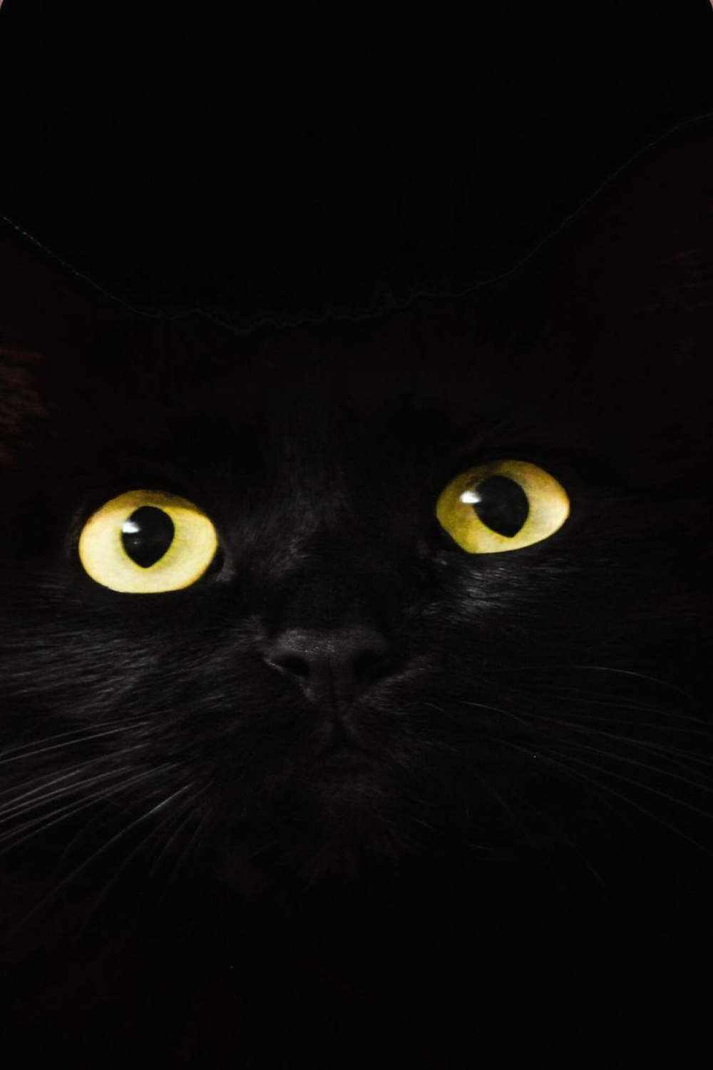 Black Cat Pictures & Aesthetic, Black Cat Wallpaper Background For