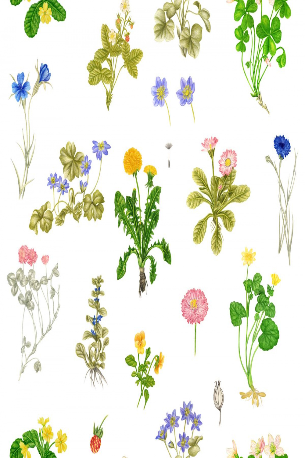 Botanical