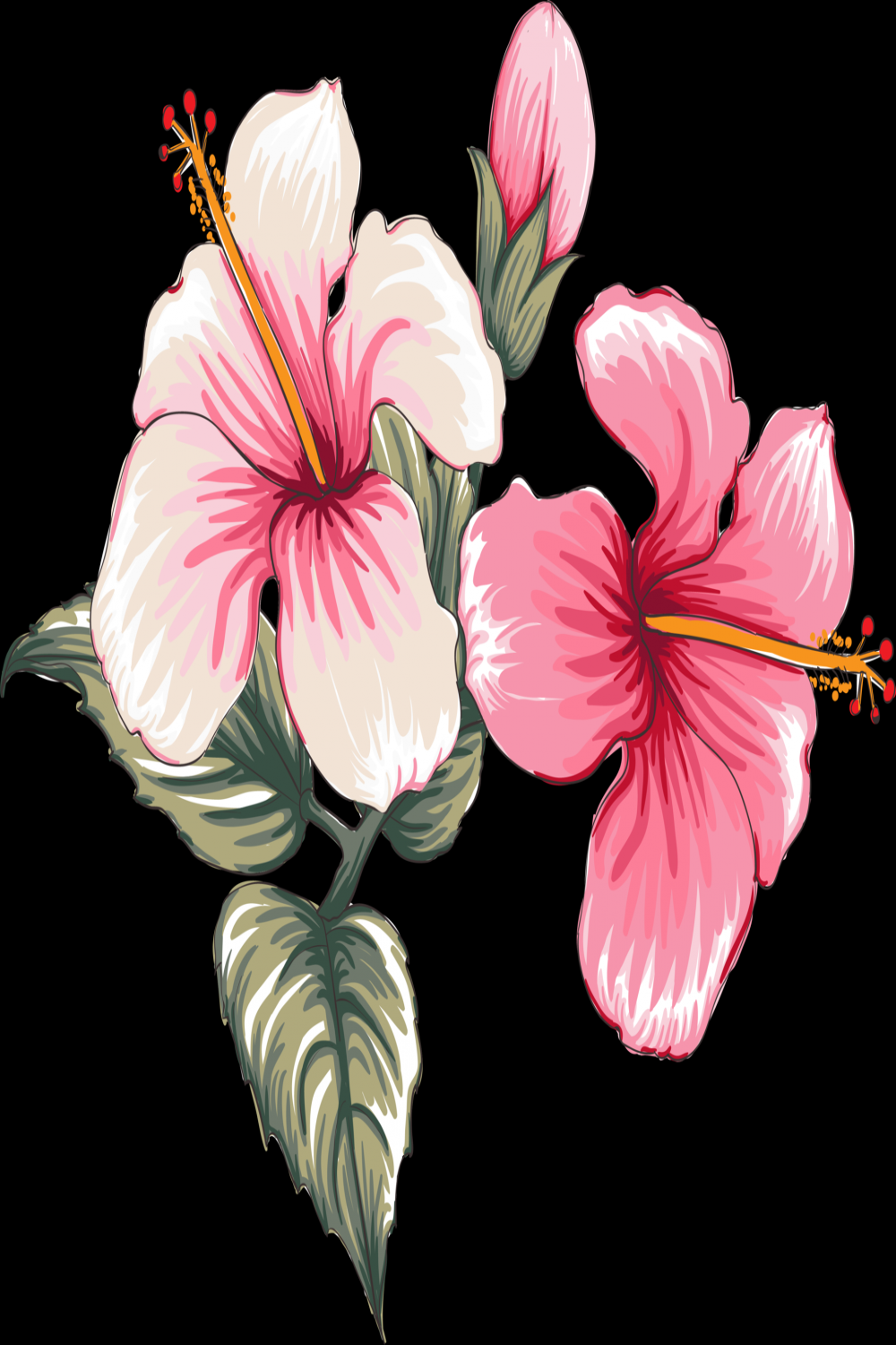 Bouquet Hibiscus flower drawing transparency background