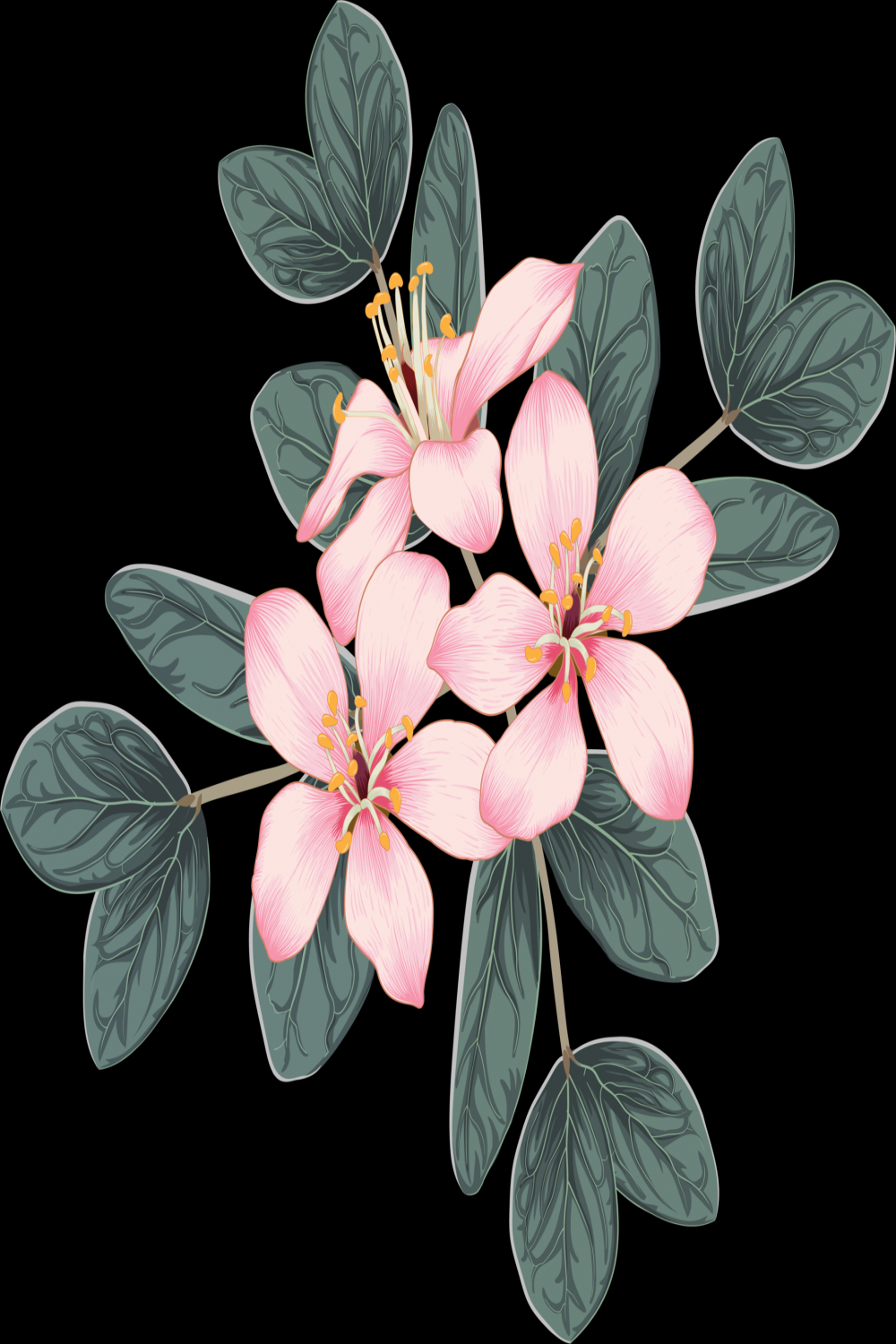 Bouquet pink cherry blossom flowers drawing transparency