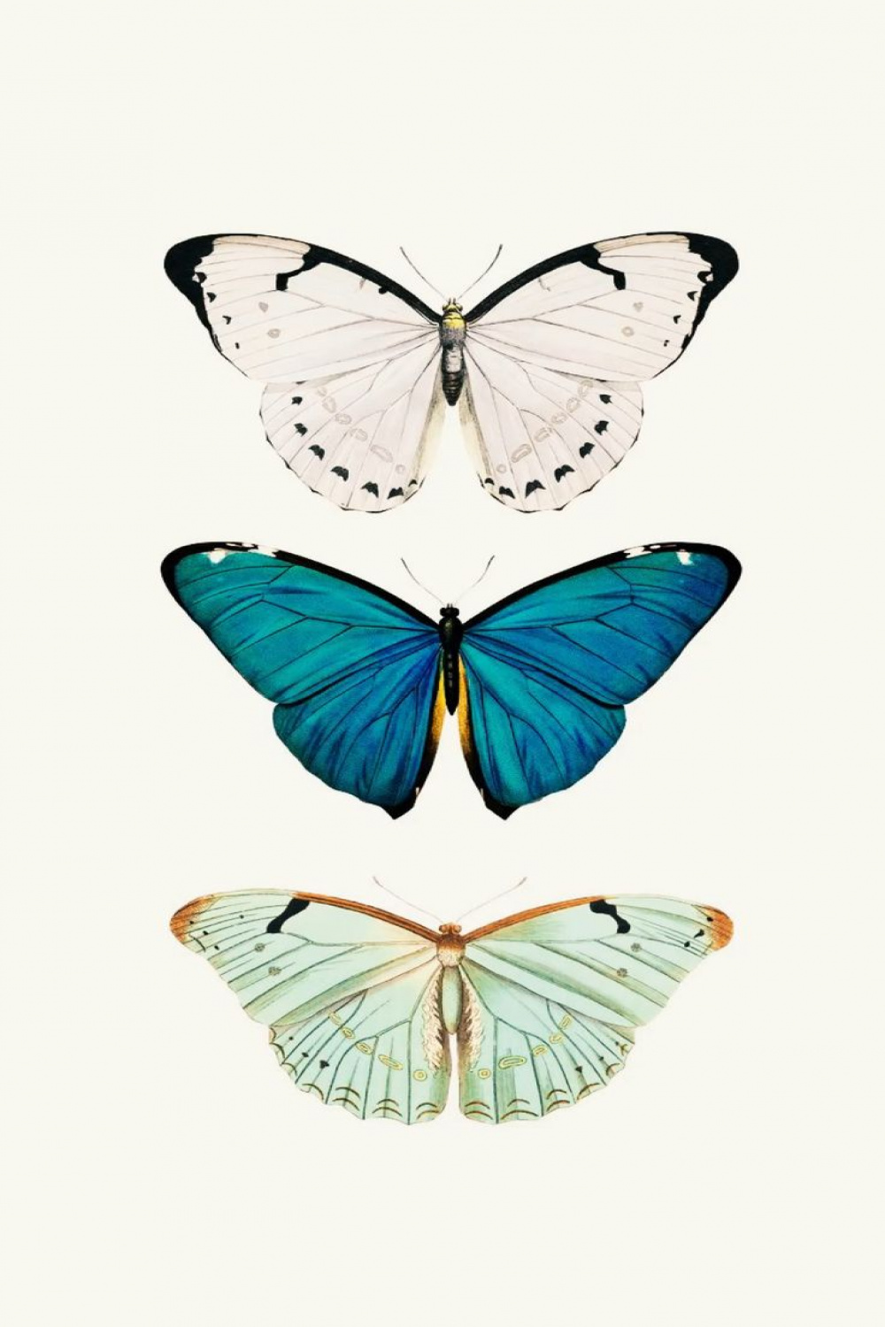 butterflies  Butterfly wallpaper iphone, Iphone art, Butterfly