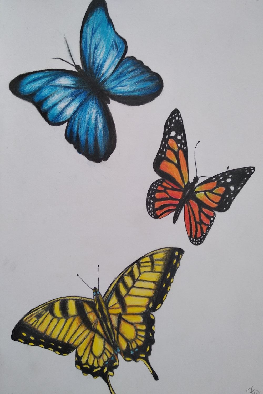 Butterflies drawing with colored pencils  Butterfly drawing