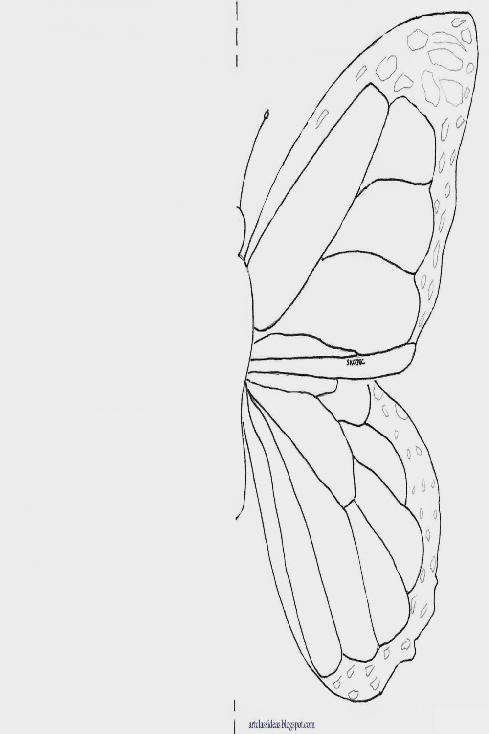 Butterfly Symmetry  Symmetry art, Butterfly, Butterfly books
