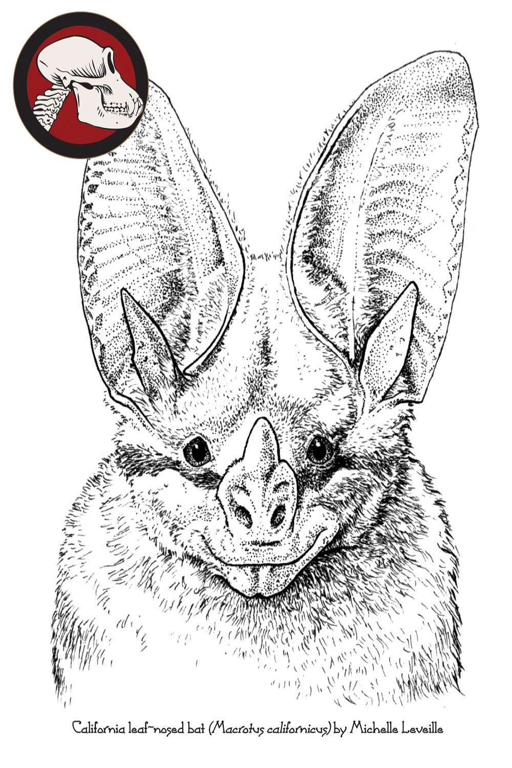 California leaf-nosed bat drawn by Michelle Leveille