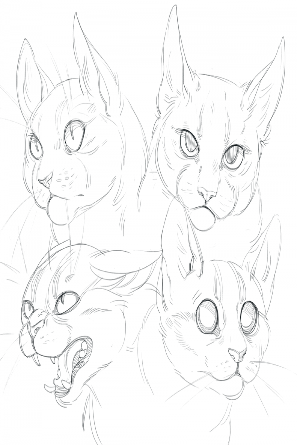 Cat Drawing Reference Face