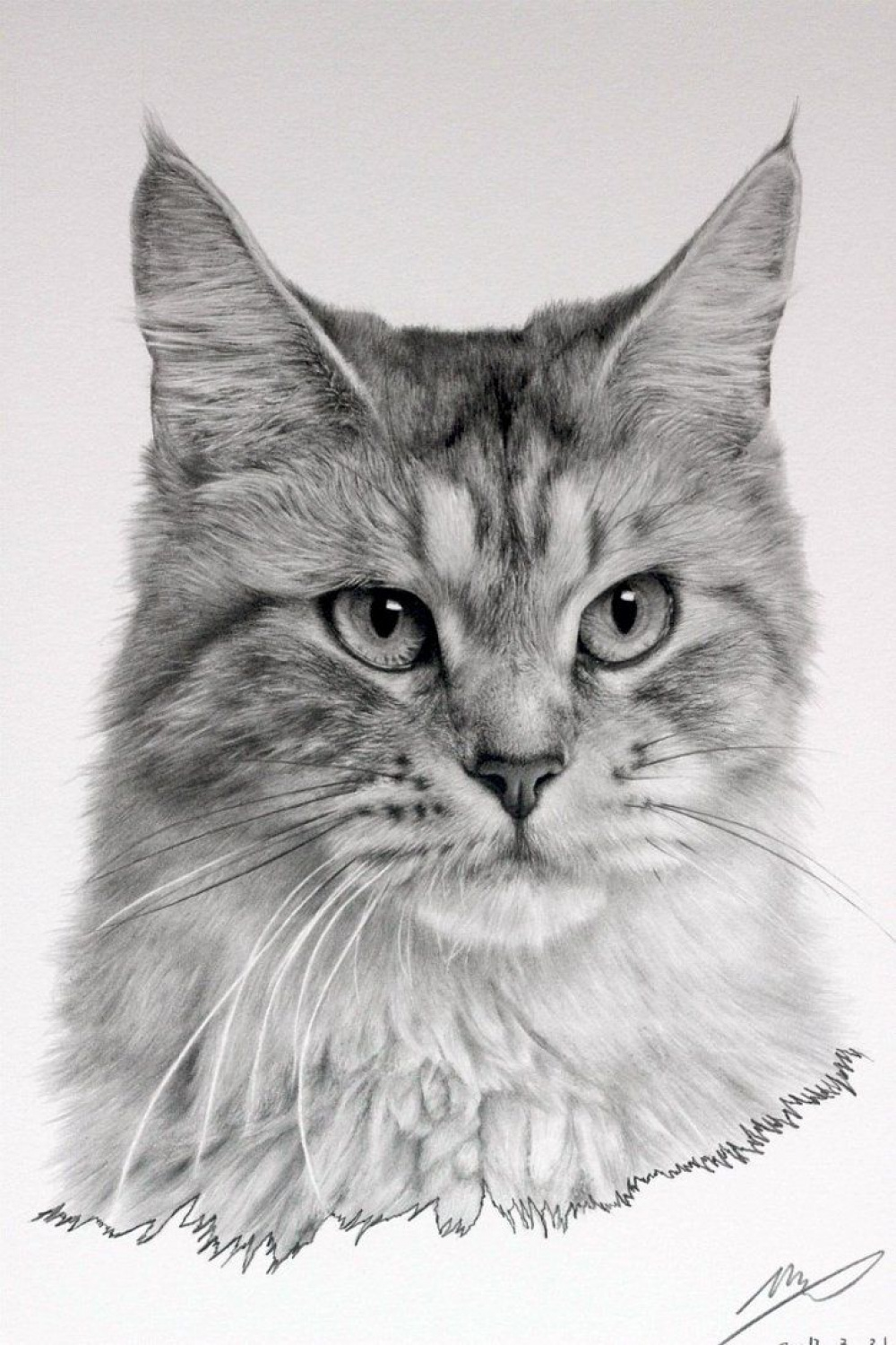 Cat Drawing by sharppower  Realistic cat drawing, Cat drawing