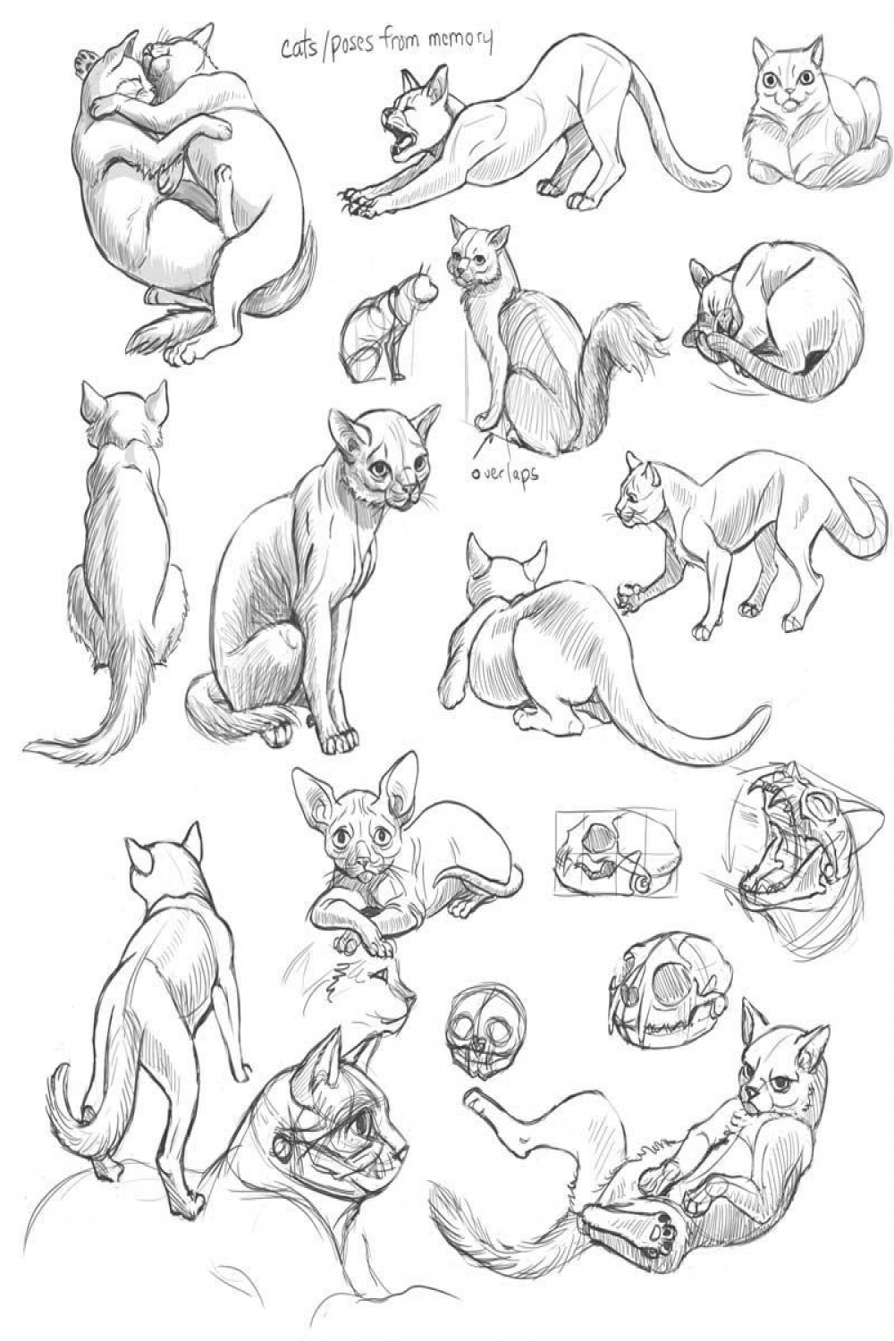 Cat Drawing Reference and Sketches for Artists  Cat drawing, Cat