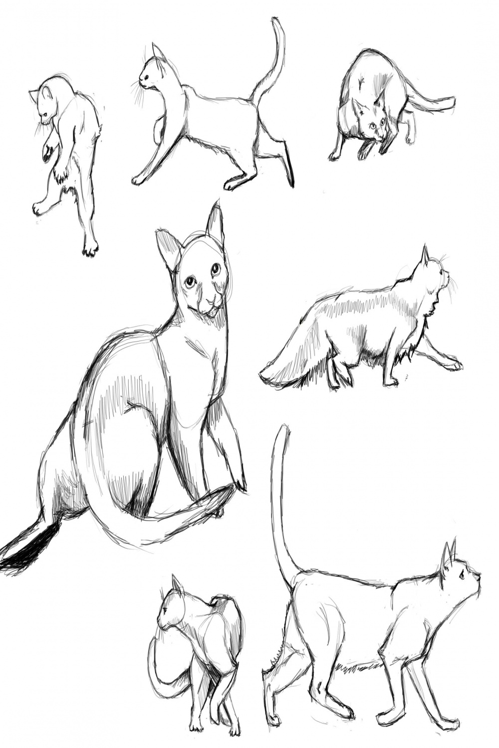 Cat Drawing Reference and Sketches for Artists