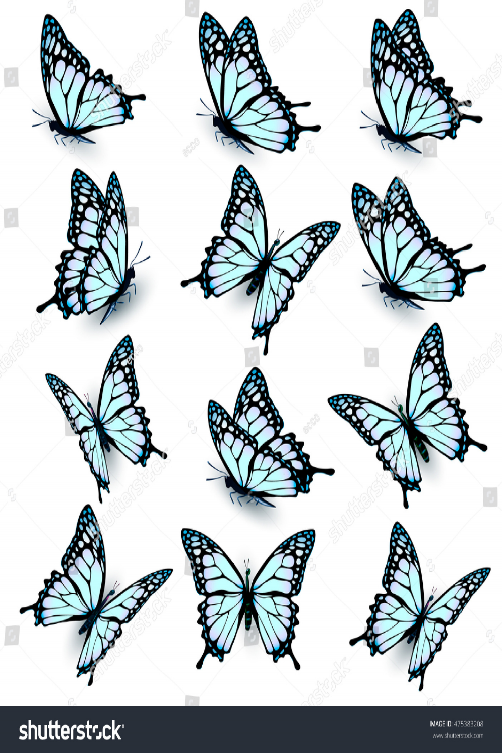 Butterfly Drawing Different Angles