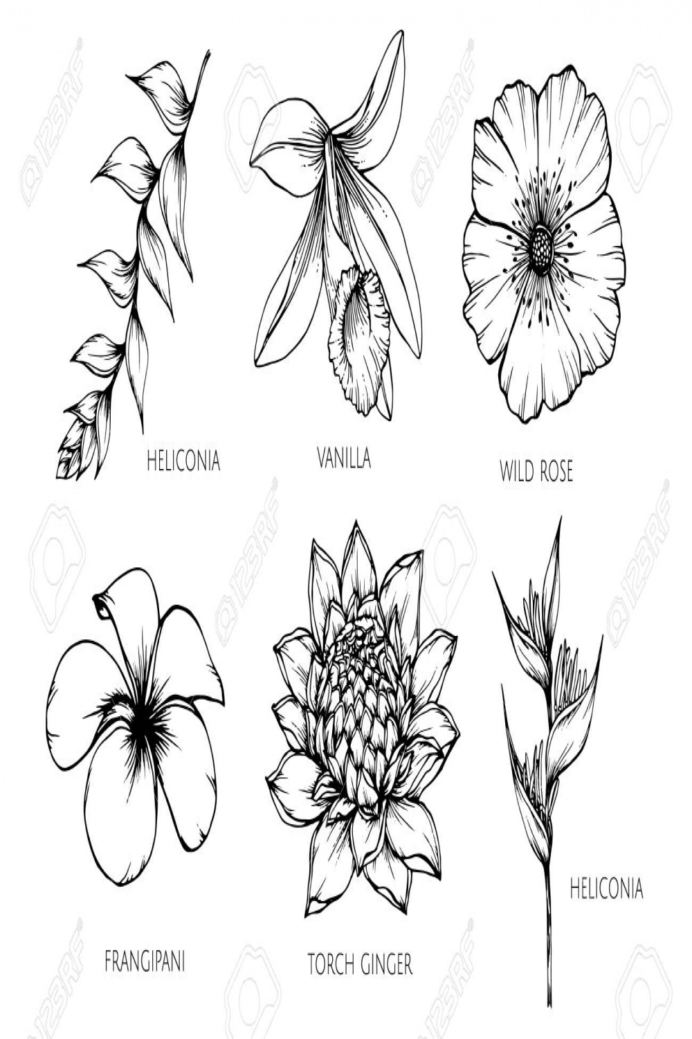 Collection Set Of Flower Drawing Illustration