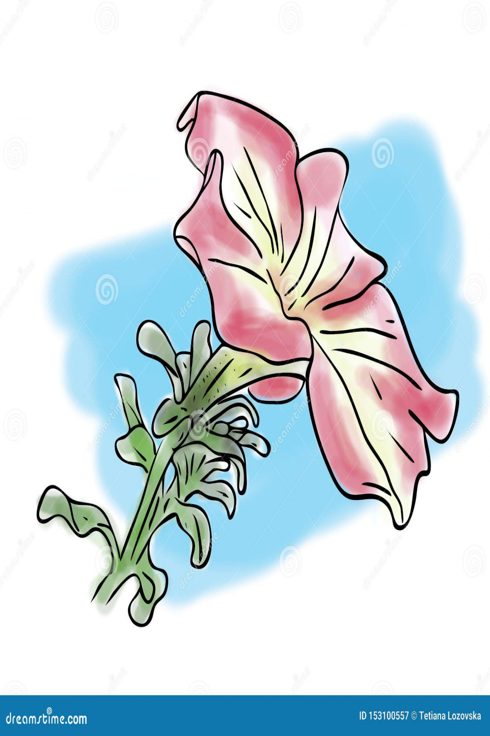 Color Sketch of Pink Four O`clock Flower with Leafs on Blue