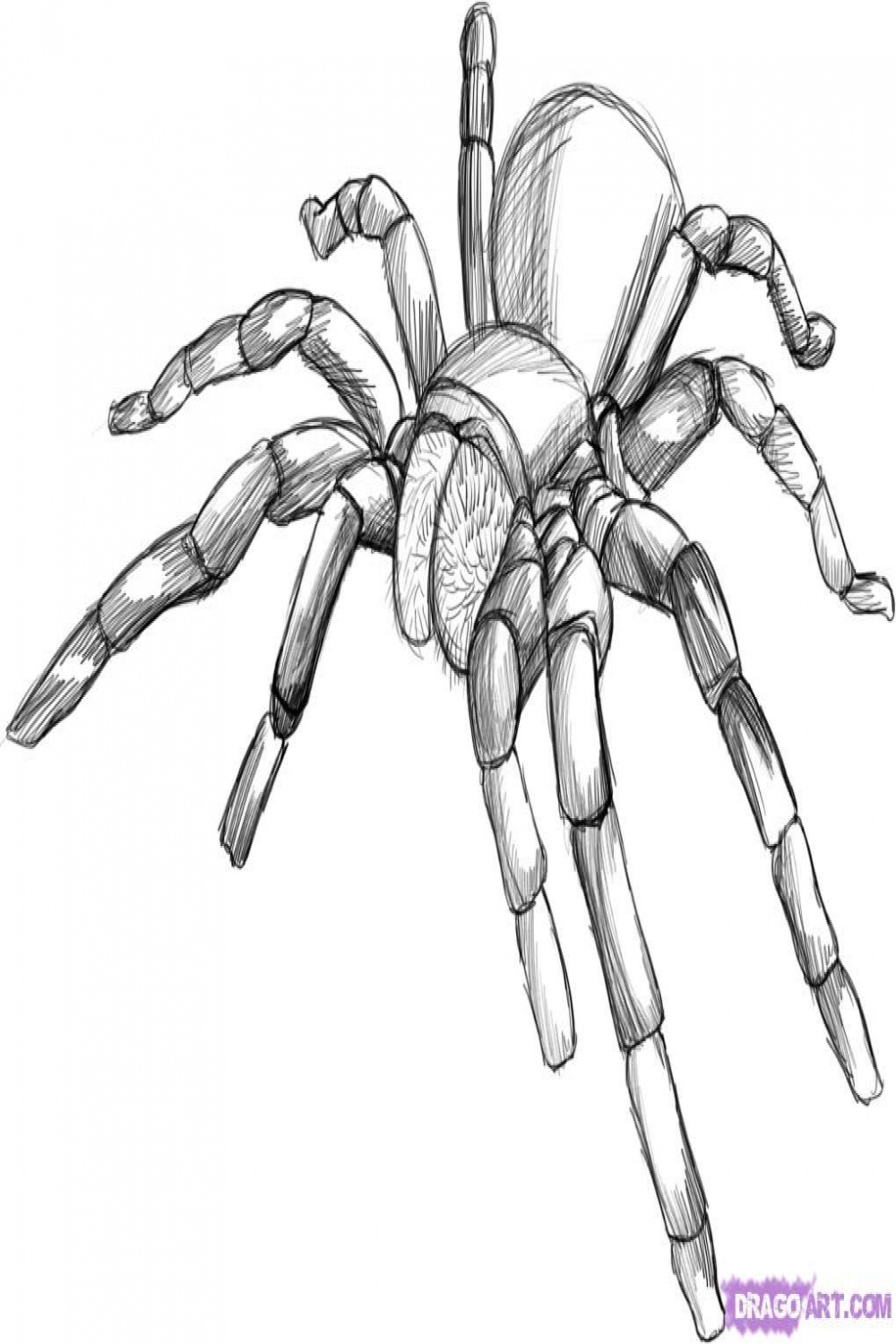 Cool Black and White line art  Spider art, Spider drawing, Insect art