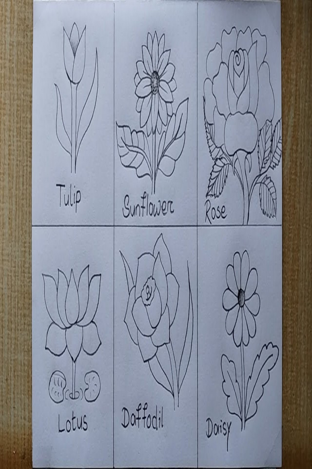 Different types of Flower drawing easy How to draw Flowers Flower chat  drawing with names
