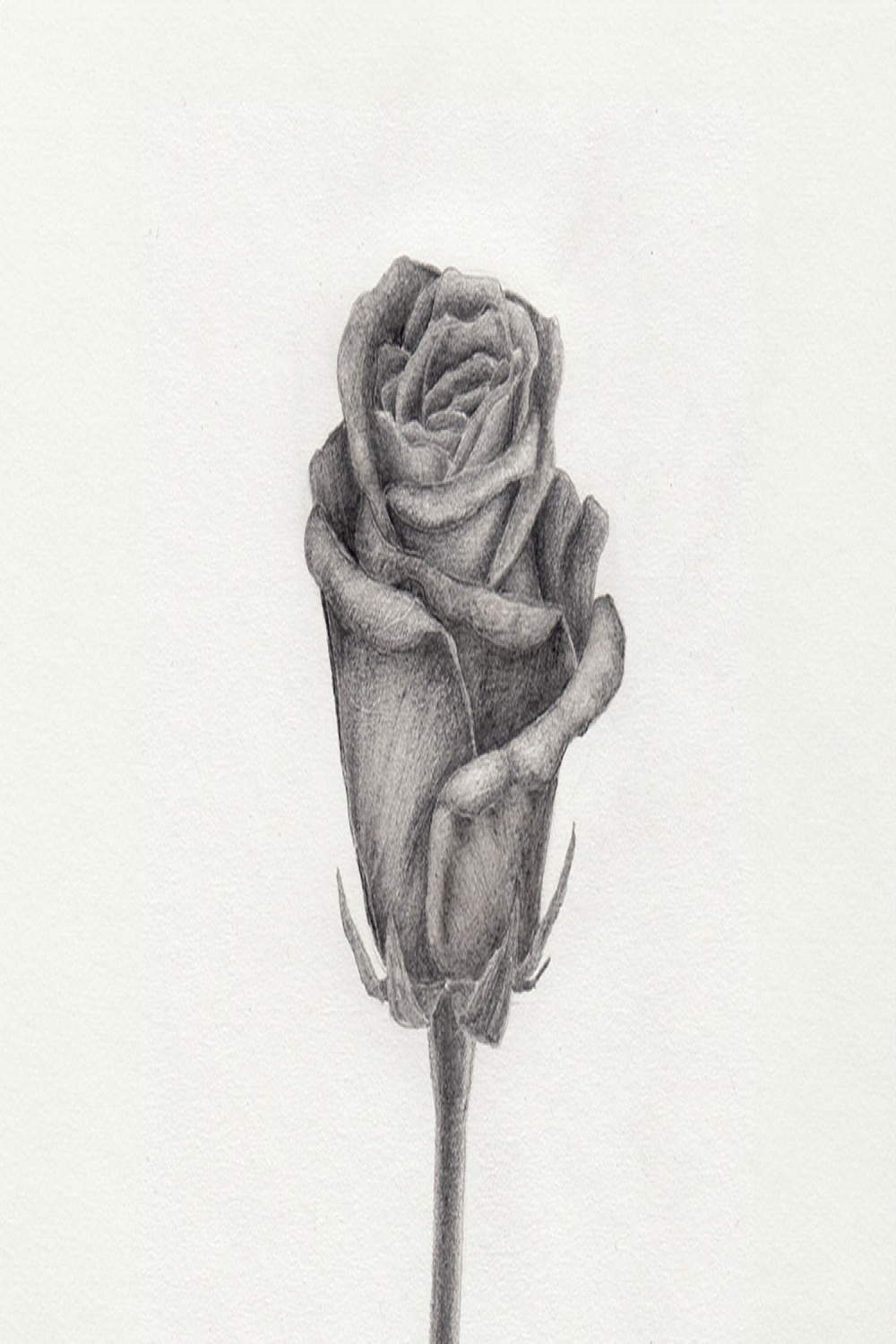 Drawing a Rose with Pencils  How-to-Art