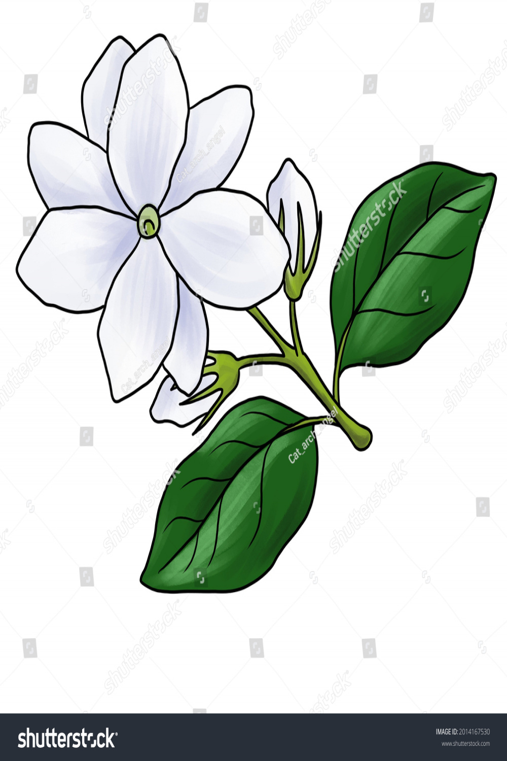 Drawing Flower Arabian Jasmine Jasminum Sambac Stock Illustration