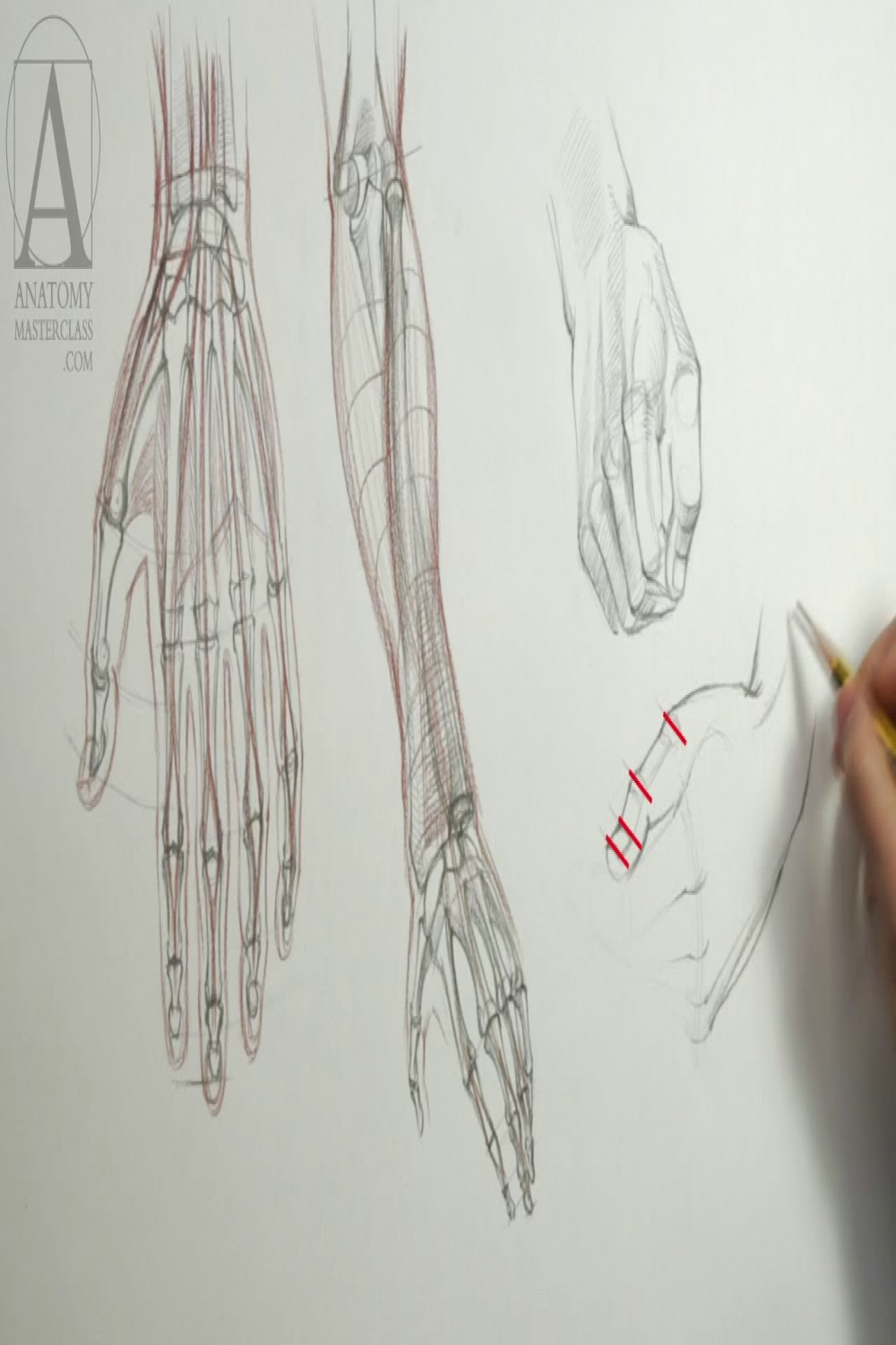 Drawing Hands - Anatomy Lesson for Artists