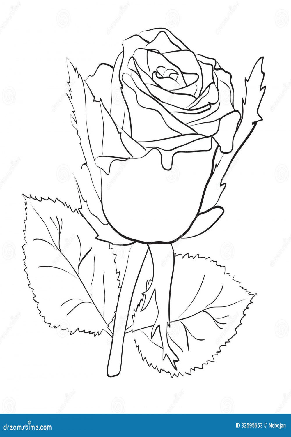 Drawing of a big rose stock vector