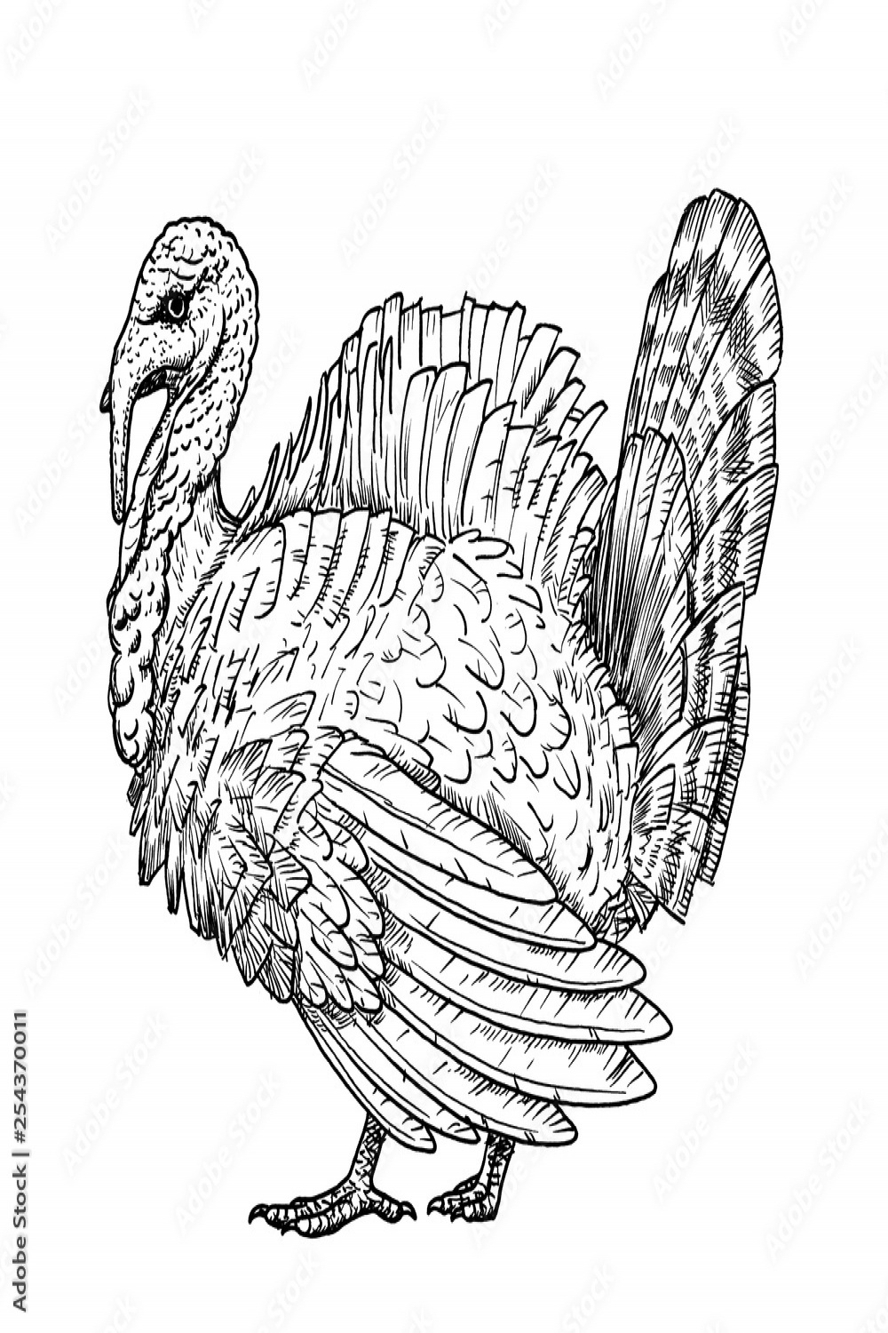 Drawing of domestic turkey bird - hand sketch of adult male, black