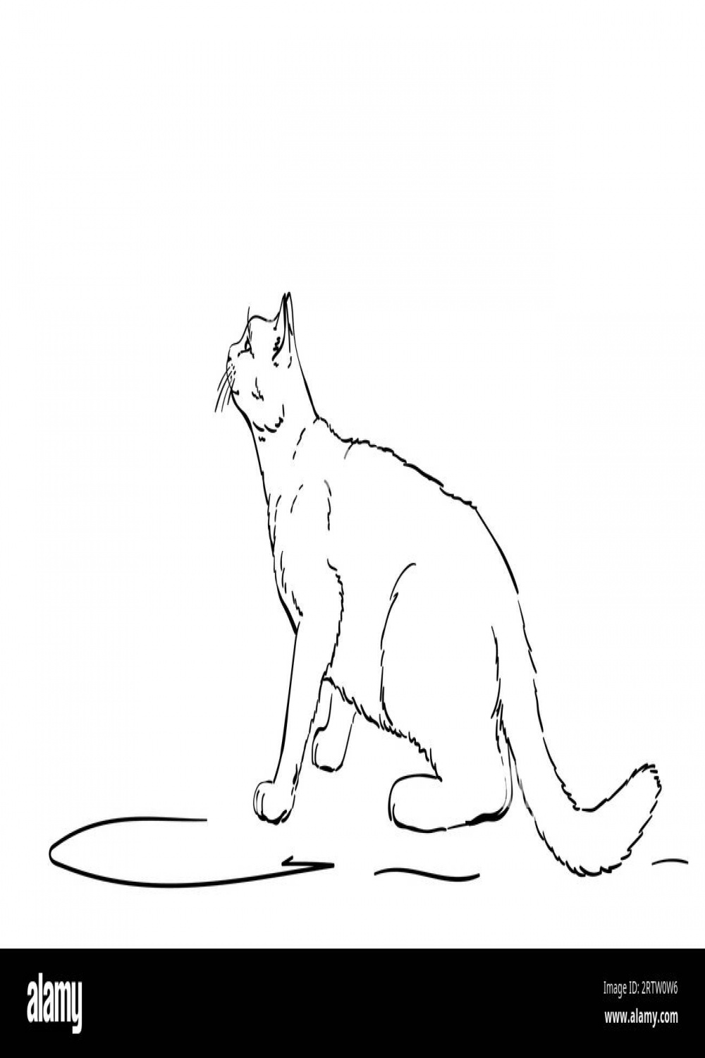 Drawing of white cat furtively looking up, side view