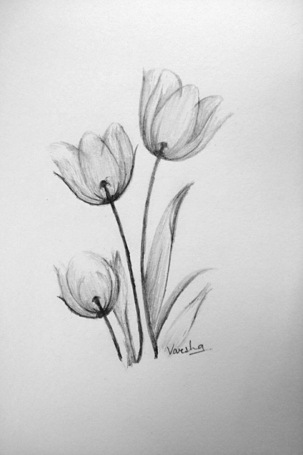 Flower Drawing Pencil Sketches