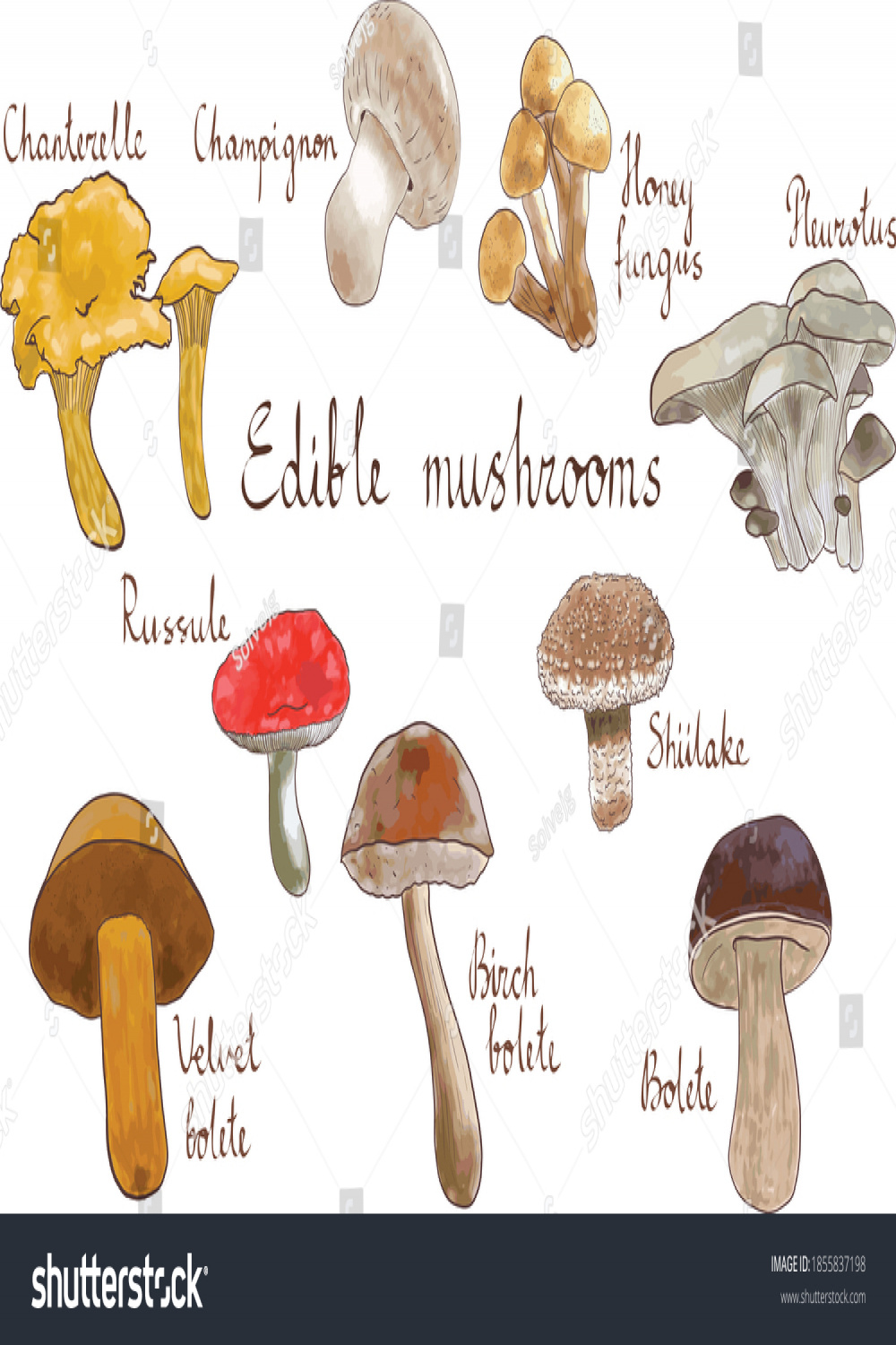 Edible Mushrooms Hand Written Names Vector Stock Vector (Royalty