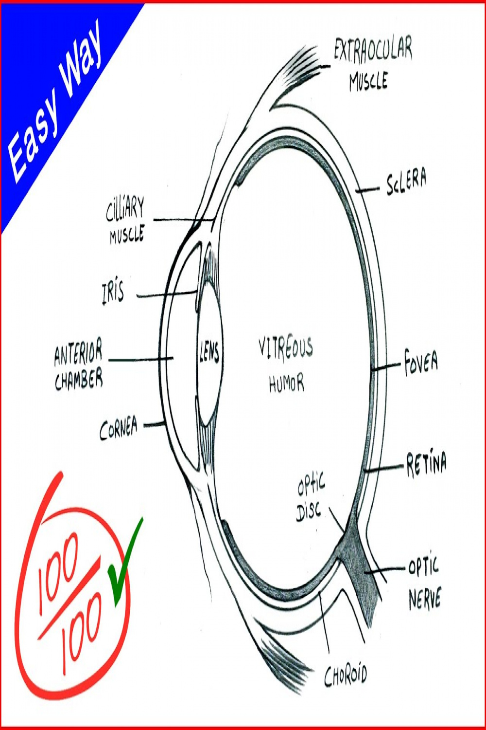 Eye Diagram drawing CBSE  easy way  draw Human eye anatomy - Step by  step for beginners