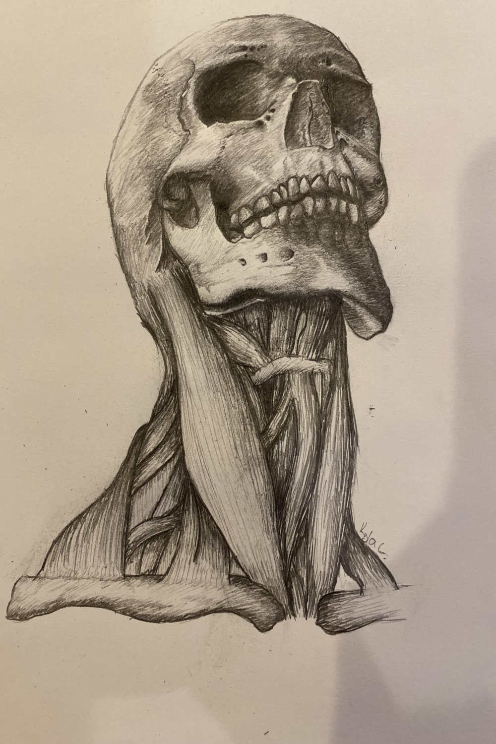 3d Skull Drawing