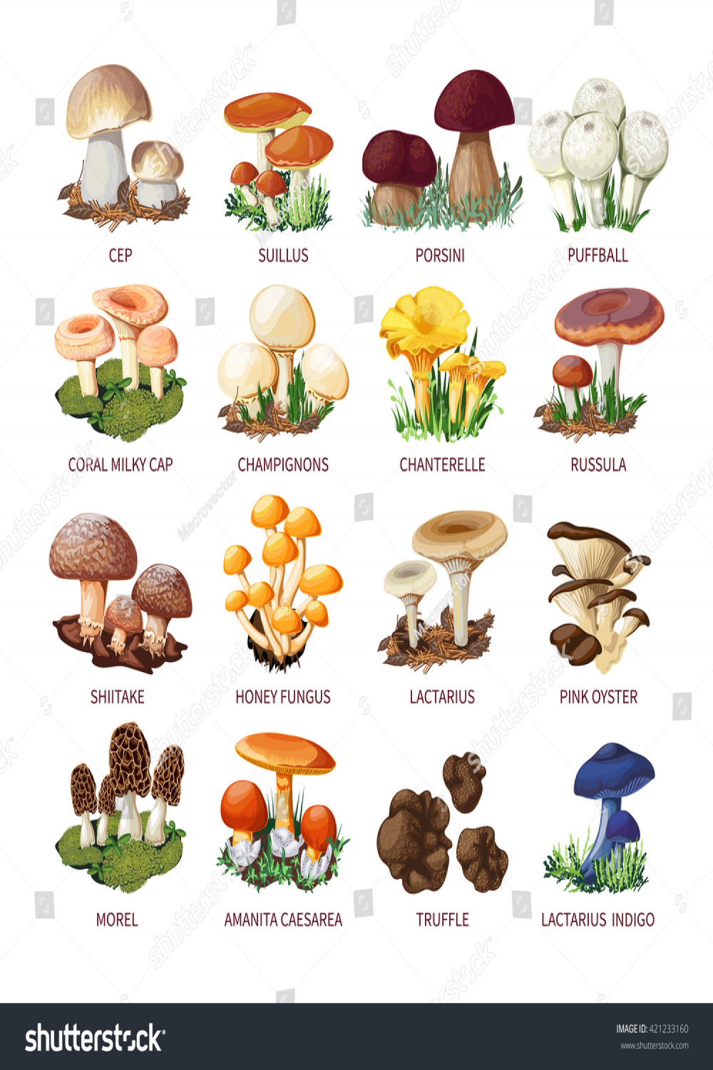 Flat Mushroom Names Images, Stock Photos, D objects