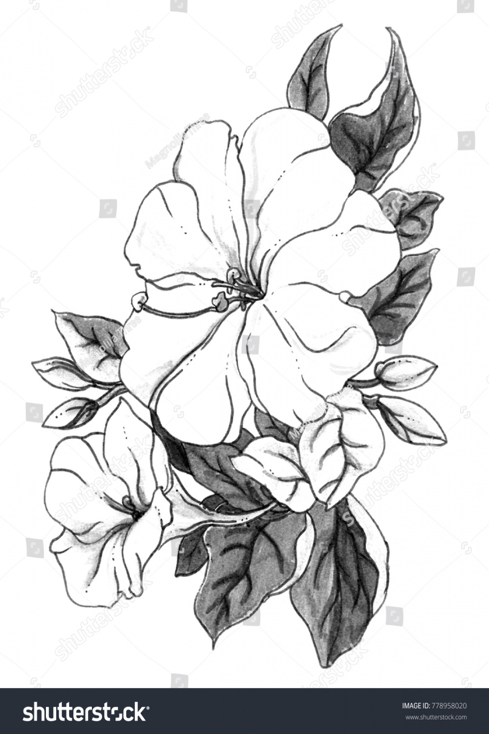Four Oclock Flower Blossom Isolated Botanical Stock Illustration
