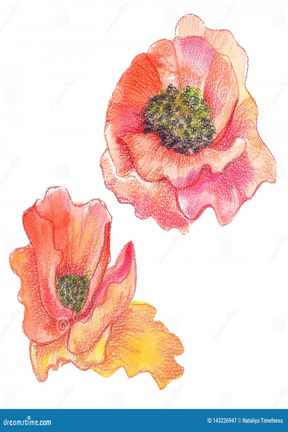 Hand Drawing Close-up of Flowers Peony Stock Illustration