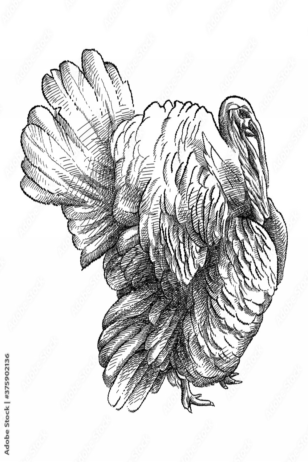 Hand-drawn graphic sketch of domestic turkey male or gobbler in