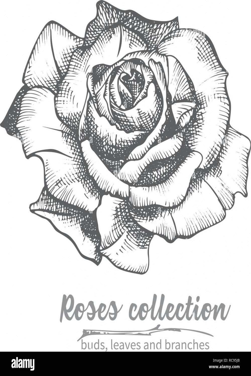 Hand drawn sketch of rose, single bud Detailed vintage botanical