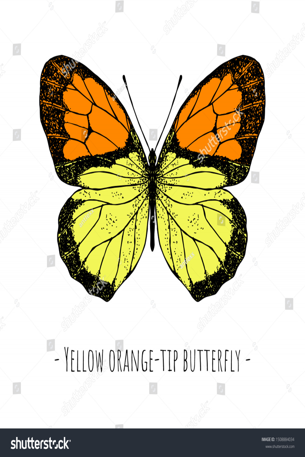 Handdrawn Isolated Butterfly Yellow Orangetip Butterfly Stock