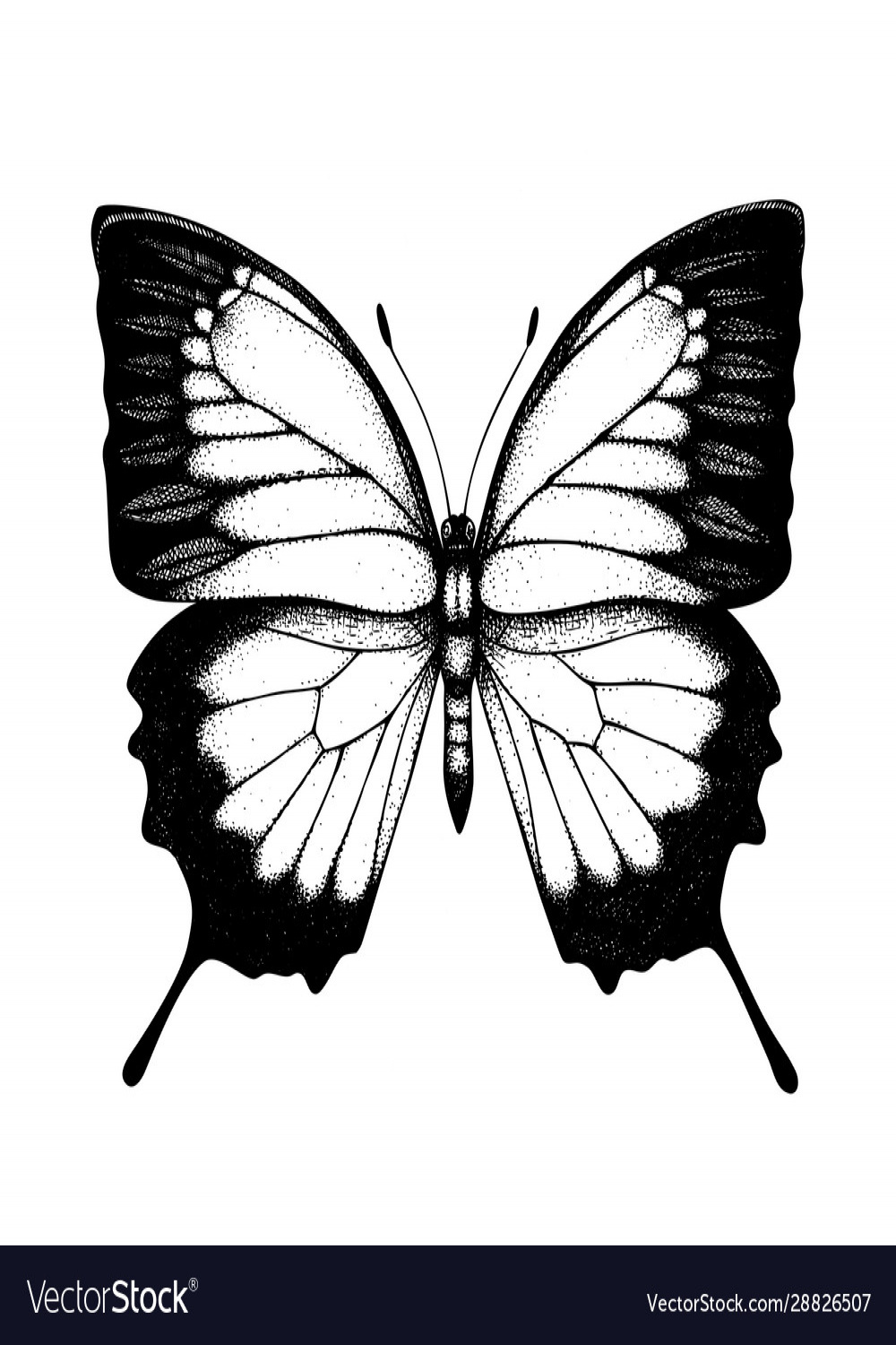 High detailed ulysses butterfly hand drawn inse Vector Image