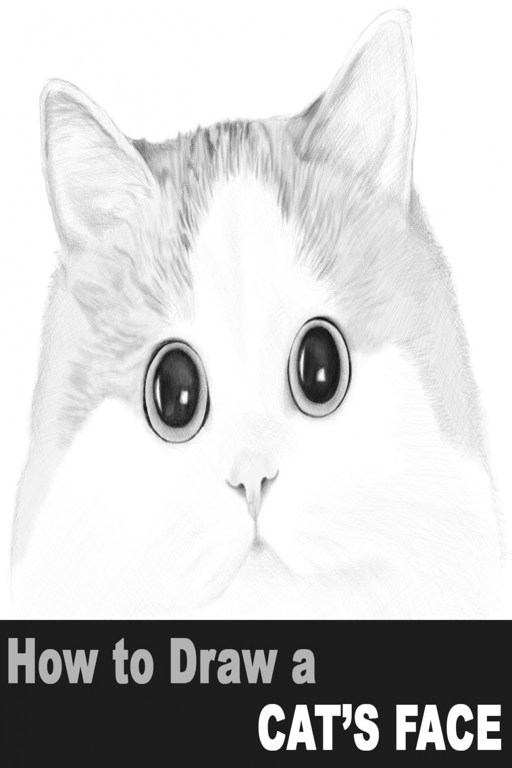 How to Draw a Cat
