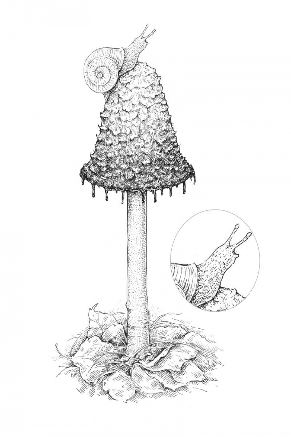 How to Draw a Mushroom - Pen and Ink