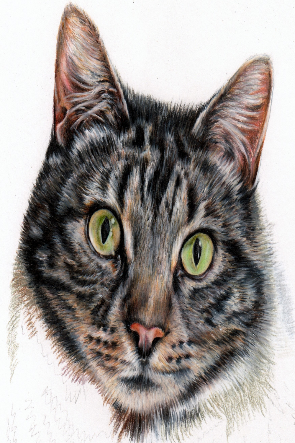 How to Draw a realistic cat in colour pencil — Pet Portraits by