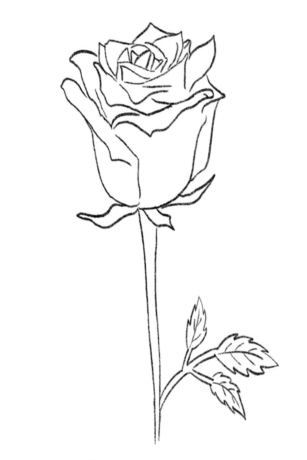 How to Draw a Rose - Learn Three Rose Drawings Step by Step
