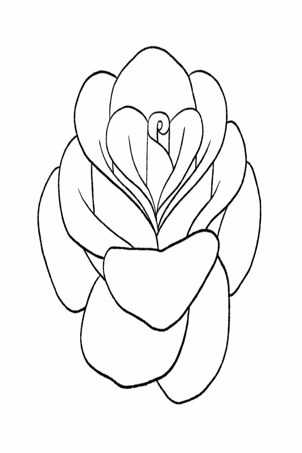 How To Draw A Rose Step-by-Step Tutorial Design Bundles
