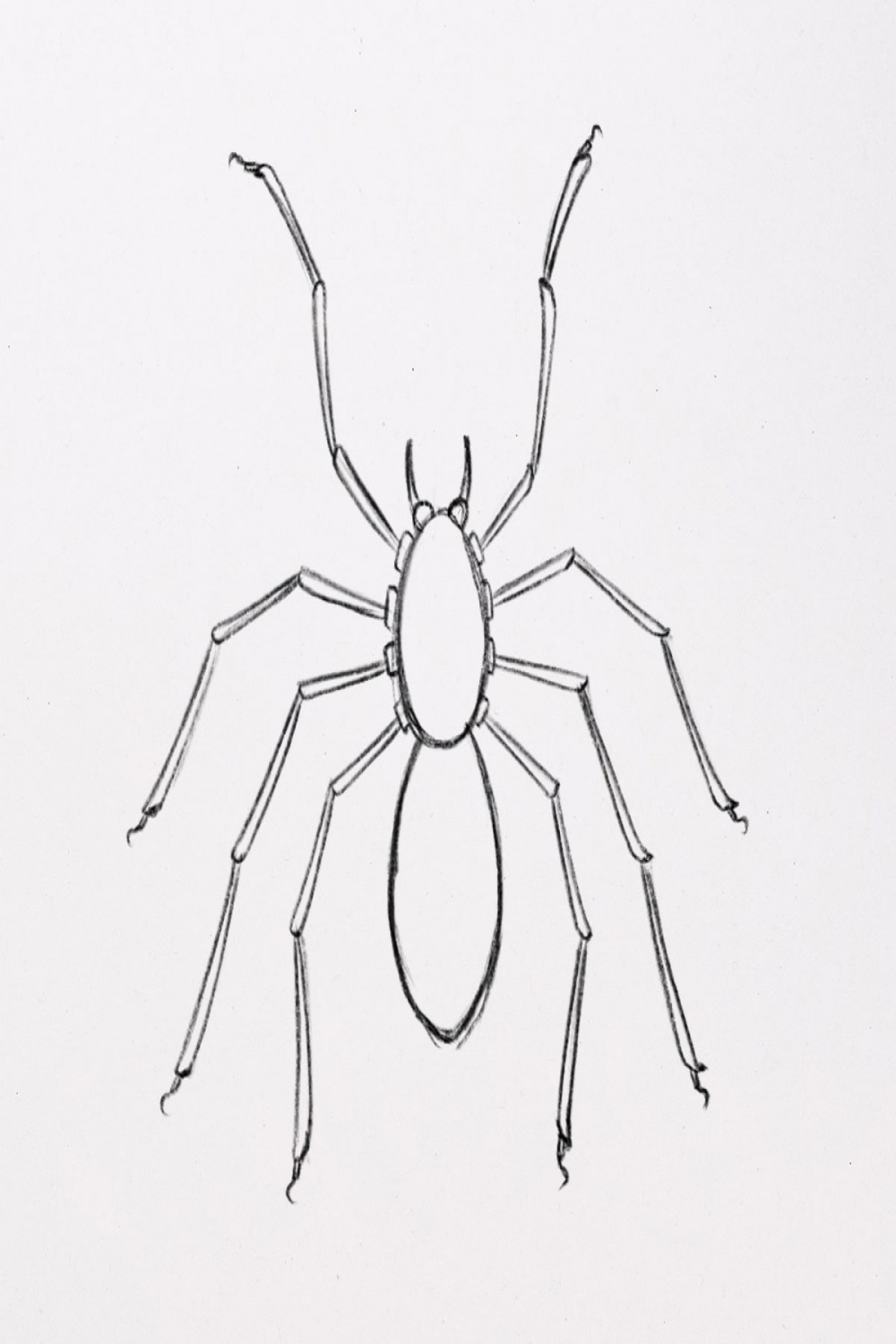 How to Draw a Spider (with amazing details) 🕷️