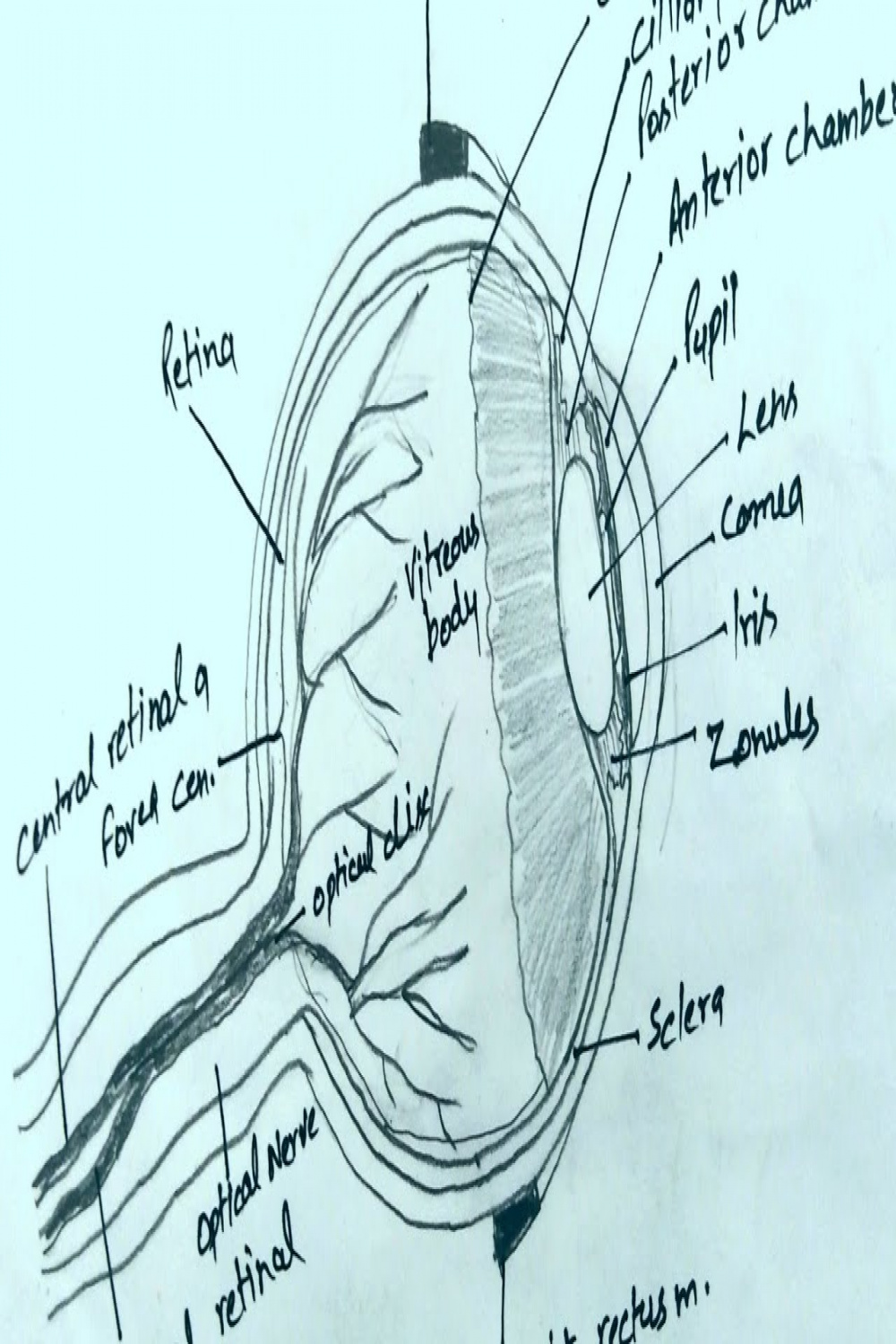 How to draw Human Eye Diagram  Step by Step  Biology  The Drawing Zone
